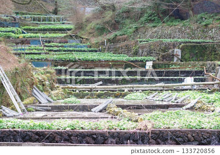 Wasabi fields spread across the valleys deep in the mountains of the Izu Peninsula 133720856