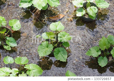 清水中生長的山葵葉 清水中生長的山葵葉 133720857
