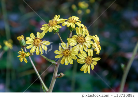 銀葉百合的黃色花朵在冬季盛開 [菊科，銀葉百合屬] 133720892