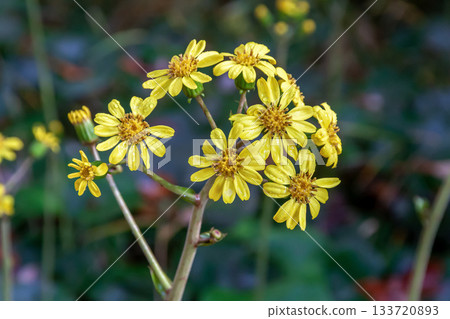 Yellow flowers of the silverleaf lily bloom in winter [Asteraceae, Silverleaf genus] 133720893
