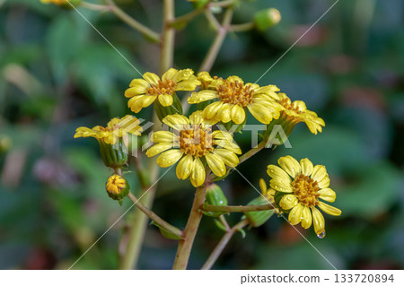 Yellow flowers of the silverleaf lily bloom in winter [Asteraceae, Silverleaf genus] 133720894