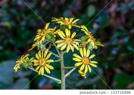 銀葉百合的黃色花朵在冬季盛開 [菊科，銀葉百合屬] 133720896