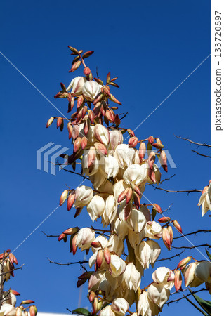 A thick-leafed Kimigayoran (Kimigayoran) with a blue sky behind it 133720897