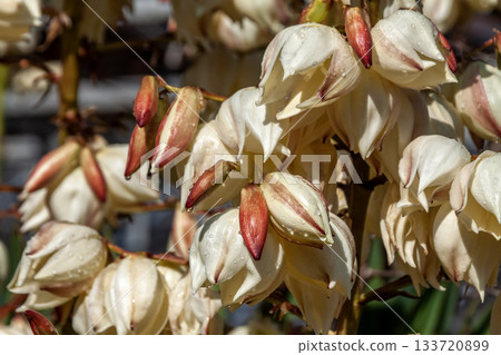 Cream-colored flowers of the thick-leafed Kimigayoran (Atsuba Kimigayoran) 133720899