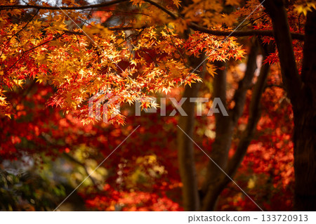 宇治的秋葉 133720913