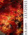 宇治的秋葉 133720915