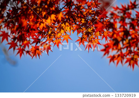 宇治的秋葉 133720919