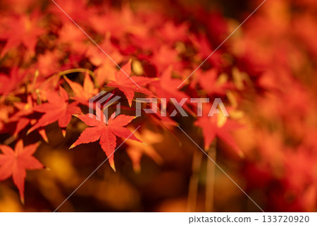 宇治的秋葉 133720920