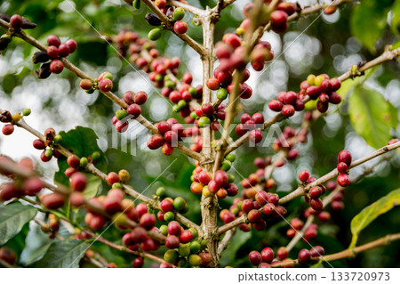Farmer concept harvest fruit ripe coffee seed robusta arabica berry close up fresh green leaf bean picking orange crop red yellow berries raw plant tree farm growth blur background eco organic garden 133720973