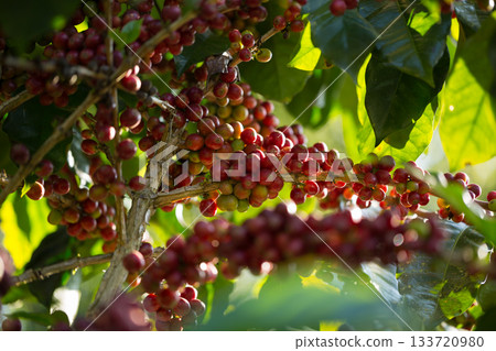 Farmer concept harvest fruit ripe coffee seed robusta arabica berry close up fresh green leaf bean picking orange crop red yellow berries raw plant tree farm growth blur background eco organic garden 133720980