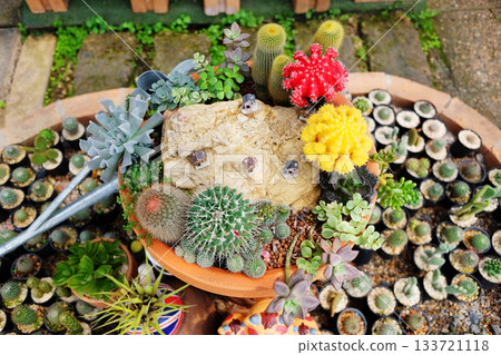 Top view of blooming cacti and succulents with stone and house model decorated in a clay pot decorated in cactus plant shop 133721118