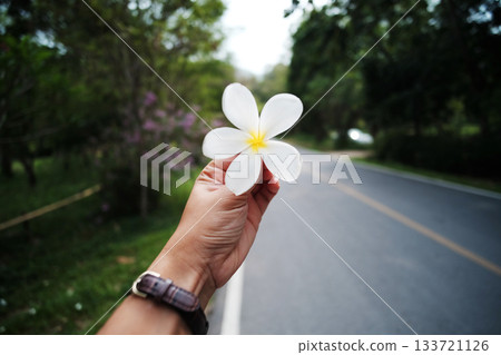 Hand holding a blooming frangipani flower on country road on the mountain and tropical forest in Thailand 133721126