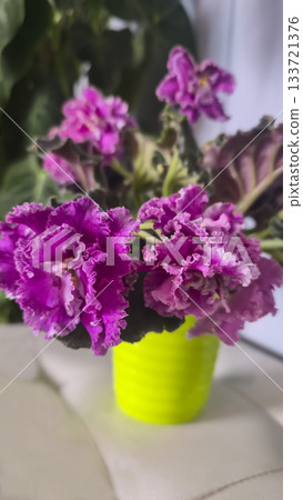 Decorative violets for home decor, indoor plants Drip irrigation Room decoration 133721376