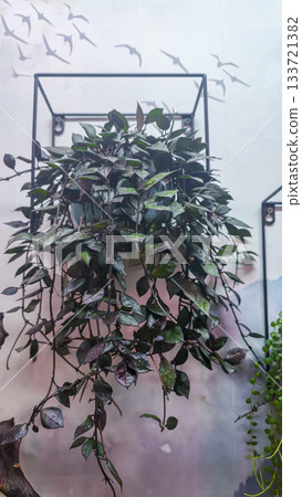 Indoor climbing plants on a gray wall. Growing decorative green vines. Design Indoor climbing plants on a gray wall. Growing decorative green vines. Design 133721382