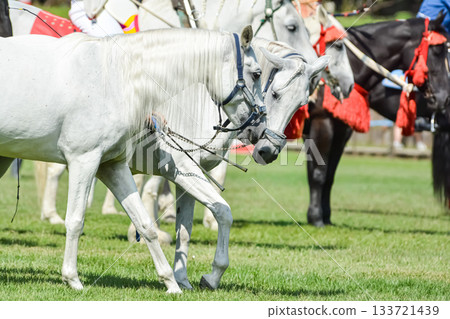 White horses waiting their turn for the equestrian event White horses waiting their turn for the equestrian event 133721439