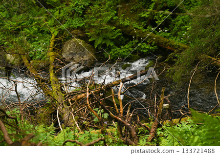 Fast-moving mountain river flowing over large rocks surrounded by dense green forest. Whitewater stream cutting through forested terrain with moss-covered stones and vibrant natural scenery. 133721488