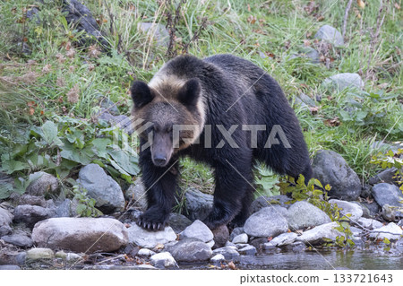 棕熊沿著河走 133721643