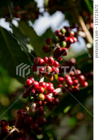 Farmer concept harvest ripe coffee seed robusta arabica berry close up fresh green leaf bean picking orange crop red yellow berries raw plant tree smart farm growth blur background eco organic garden Farmer concept harvest ripe coffee seed robusta arabica berry close up fresh green leaf bean picking orange crop red yellow berries raw plant tree smart farm growth blur background eco organic garden 133721672