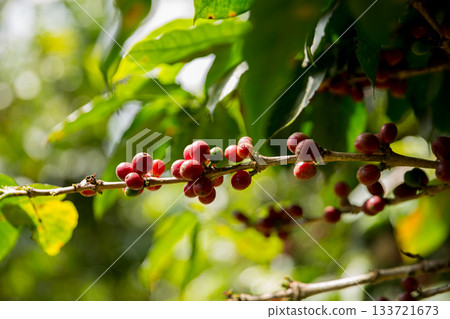 Farmer concept harvest fruit ripe coffee seed robusta arabica berry close up fresh green leaf bean picking orange crop red yellow berries raw plant tree farm growth blur background eco organic garden 133721673
