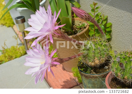 粉紅色仙人掌開花 133721682