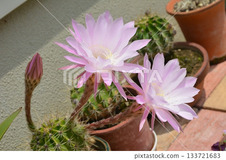 粉紅色仙人掌開花 133721683