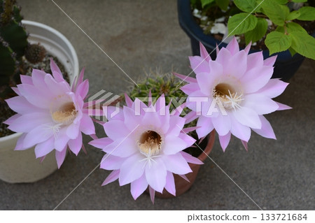 粉紅色仙人掌開花 133721684