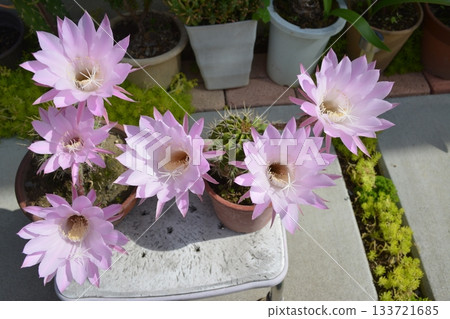 粉紅色仙人掌開花 133721685
