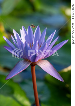 Macro photo of a honeybee approaching a purple water lily 133721697