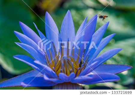 Macro photo of a honeybee approaching a purple water lily 133721699