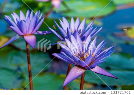 Macro photo of a honeybee approaching a purple water lily Macro photo of a honeybee approaching a purple water lily 133721701