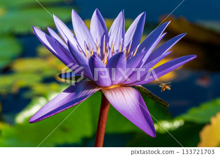 Macro photo of a honeybee approaching a purple water lily Macro photo of a honeybee approaching a purple water lily 133721703