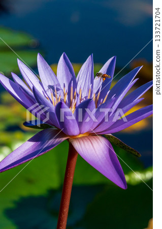 Macro photo of a honeybee approaching a purple water lily Macro photo of a honeybee approaching a purple water lily 133721704