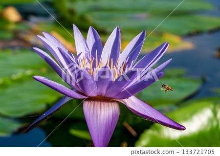 Macro photo of a honeybee approaching a purple water lily Macro photo of a honeybee approaching a purple water lily 133721705