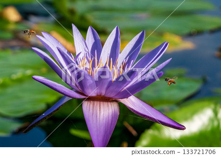Macro photo of a honeybee approaching a purple water lily Macro photo of a honeybee approaching a purple water lily 133721706