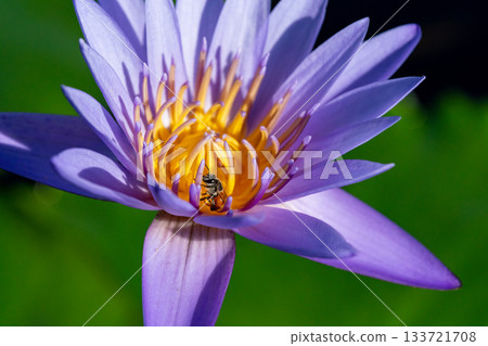 Macro photo of a honeybee approaching a purple water lily Macro photo of a honeybee approaching a purple water lily 133721708