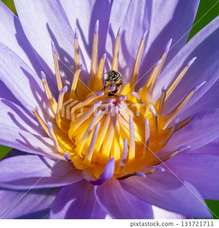 Macro photo of a honeybee approaching a purple water lily Macro photo of a honeybee approaching a purple water lily 133721711