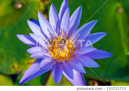 蜜蜂接近紫色睡蓮的微距照片 133721713