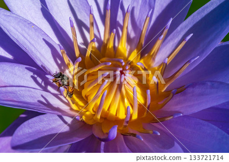 Macro photo of a honeybee approaching a purple water lily Macro photo of a honeybee approaching a purple water lily 133721714