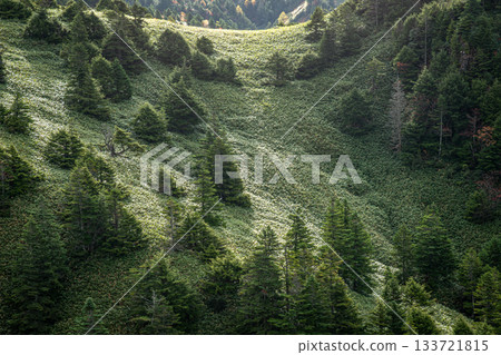 橫手山汽車劇院(長野縣)周圍深綠色的山坡上,遍布著高山植物,構成了一幅美麗的景觀。 橫手山汽車劇院(長野縣)周圍深綠色的山坡上,遍布著高山植物,構成了一幅美麗的景觀。 133721815