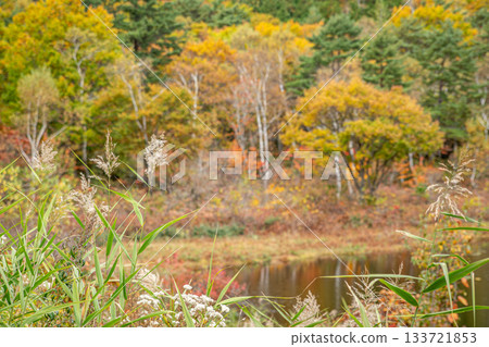 Autumn at Ichinouma: A natural frame that makes use of the Japanese pampas grass in the foreground and the blurred water surface Autumn at Ichinouma: A natural frame that makes use of the Japanese pampas grass in the foreground and the blurred water surface 133721853