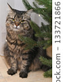 Fluffy cat sits calmly in front of Christmas tree, looking into camera. Beautiful striped cat near Christmas tree with holiday decorations. Cat and Christmas tree bring festive coziness. vertical 133721866