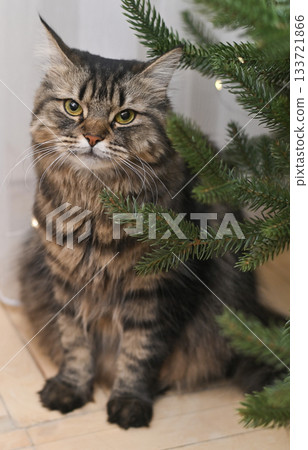 Fluffy cat sits calmly in front of Christmas tree, looking into camera. Beautiful striped cat near Christmas tree with holiday decorations. Cat and Christmas tree bring festive coziness. vertical Fluffy cat sits calmly in front of Christmas tree, looking into camera. Beautiful striped cat near Christmas tree with holiday decorations. Cat and Christmas tree bring festive coziness. vertical 133721866