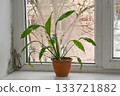 Single green plant in pot near fogged window with condensation and traces of moisture on frame. Damp glass surface and spathiphyllum leaves, humidity and home air imbalance. mold windows in apartment 133721882