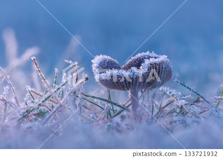 Frosted Mushroom in a Snowy Meadow, cold winter morning background 133721932