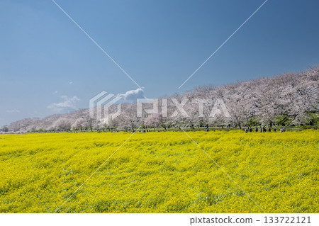 View of the cherry blossom trees and rapeseed flower fields along Gongendo Sakura Tsutsumi 133722121