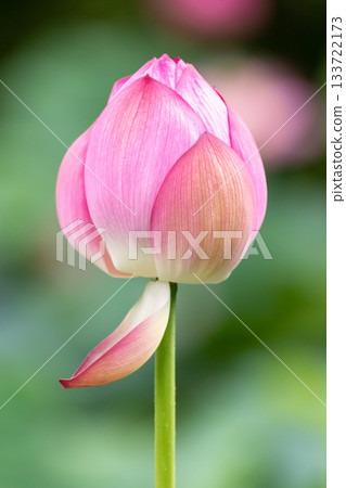 pink lotus bud pink lotus bud 133722173