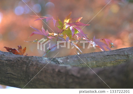 金色的楓葉照亮了寂靜。 金色的楓葉照亮了寂靜。 133722201