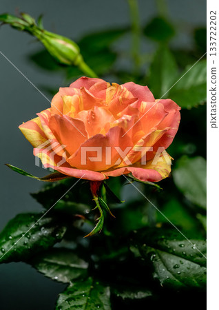 Orange Striped Rose and Bud with Water Droplets on Wet Leaves 133722202