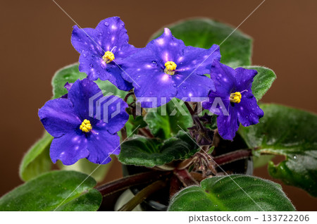 Four Spotted African Violets Against a Warm Brown Background 133722206