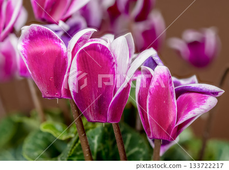 Stunning Magenta and White Cyclamen Blooms Against Warm Brown Background Stunning Magenta and White Cyclamen Blooms Against Warm Brown Background 133722217